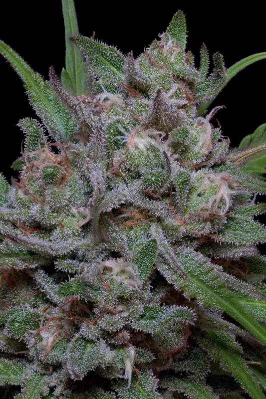 Trippy Sherbert Punch van Big Head Seeds