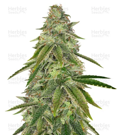 Girl Scout Cookies van Big Head Seeds