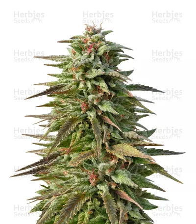 Trippy Gorilla van Big Head Seeds