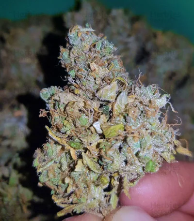Head Stash van Big Head Seeds