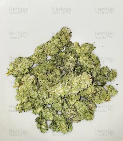 Dogstar Dawg van Big Head Seeds