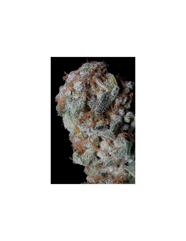Sherbert Glue van Big Head Seeds