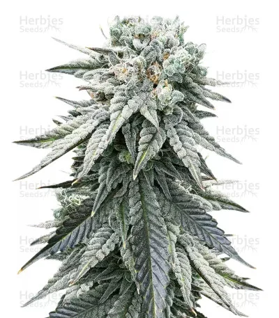 Grandaddy Purple van Big Head Seeds