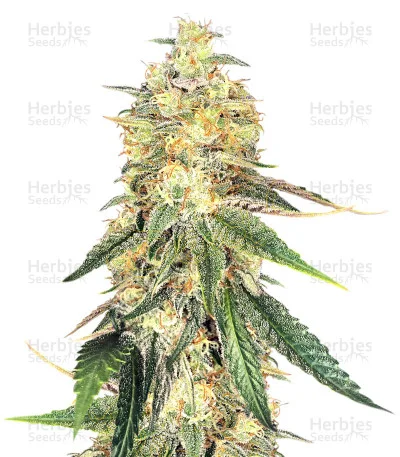 Wedding Cake van Big Head Seeds