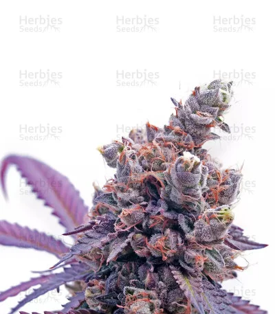 Crystal Gelato van Big Head Seeds