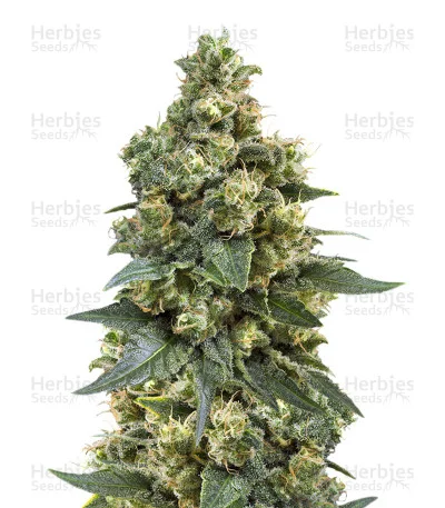 Critical van Big Head Seeds