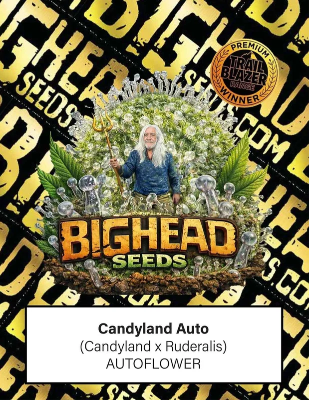 Candyland van Big Head Seeds