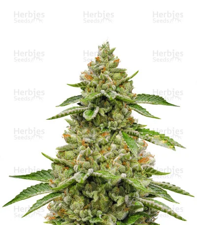 Skywalka Ghost Kush van Big Head Seeds