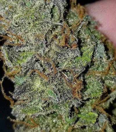 Julies Cookies van Big Head Seeds