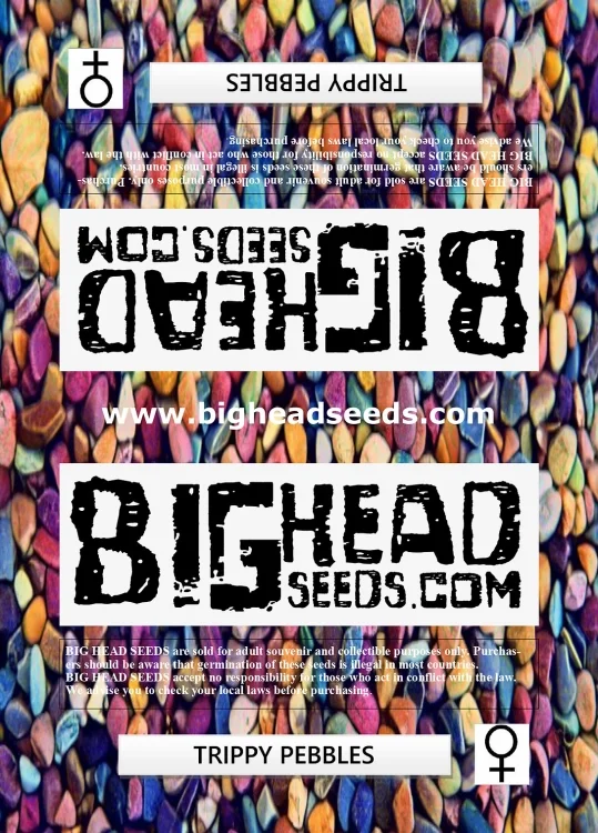 Trippy Pebbles van Big Head Seeds