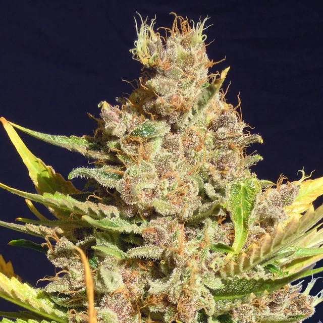 Alien Gorilla van Big Head Seeds