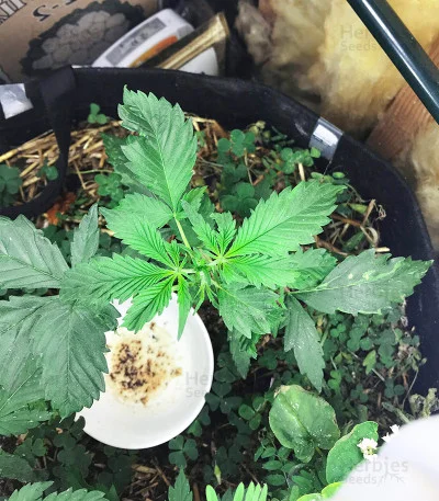 Freeze Berry van Big Head Seeds