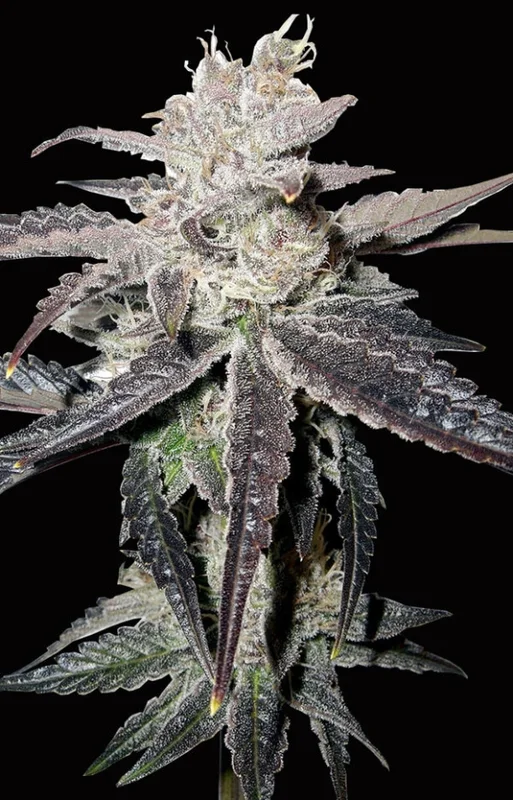 Freeze Berry van Big Head Seeds