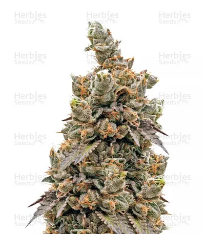 Crystal Gelato van Big Head Seeds