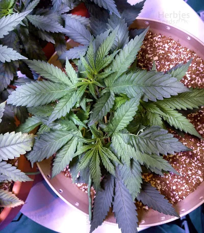 Cookie Dawg van Big Head Seeds