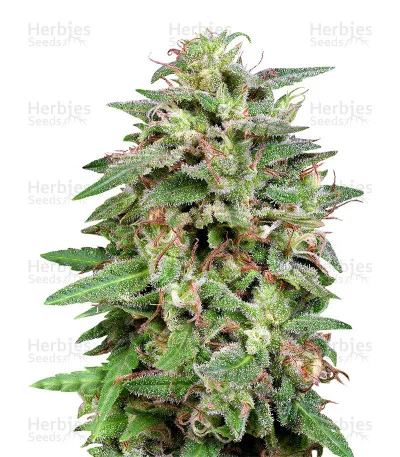 White Widow van Big Head Seeds
