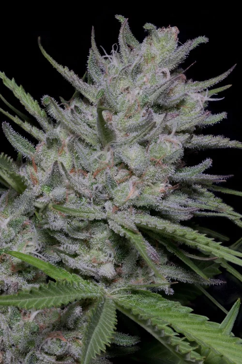 Bighead Superfast van Big Head Seeds