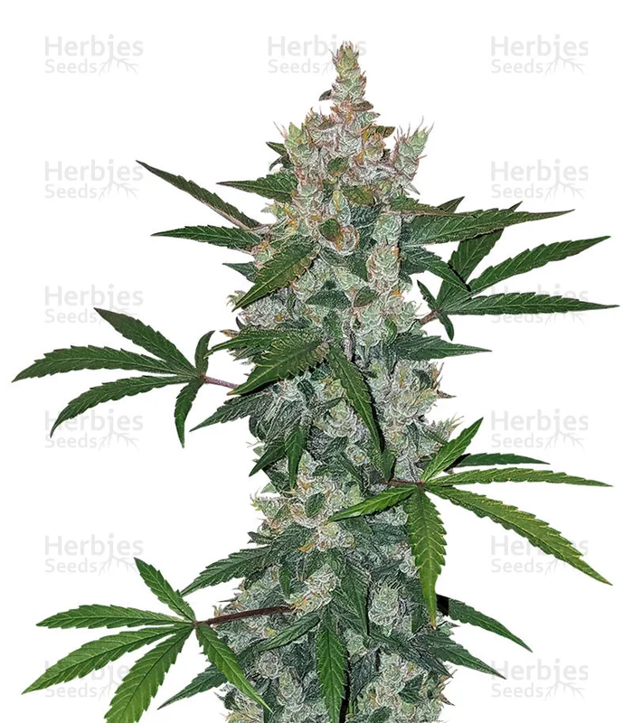 Julies Cookies van Big Head Seeds