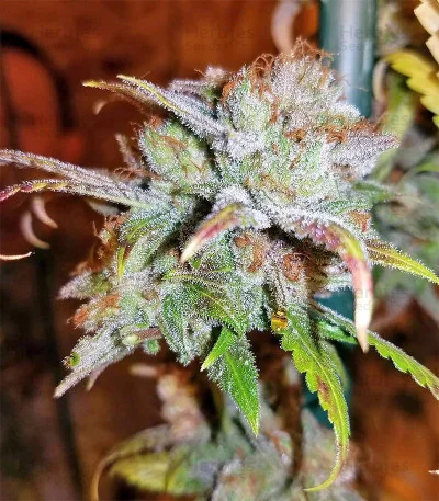 Critical van Big Head Seeds