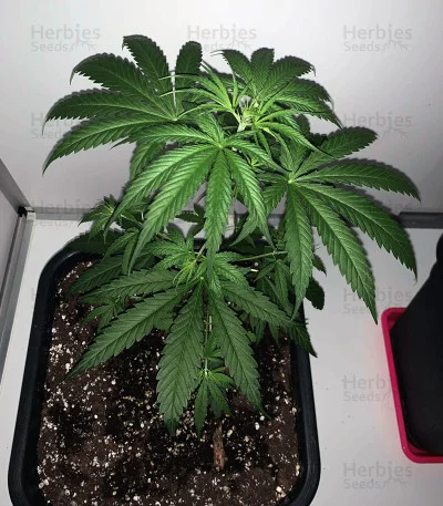 Big Stilton van Big Head Seeds