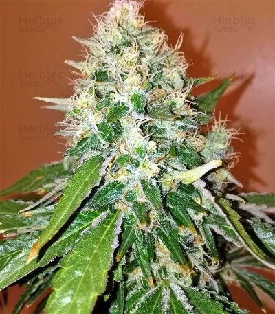 Skywalka Cookies van Big Head Seeds