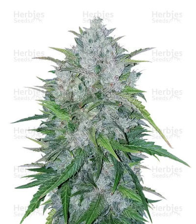 Bruce Banner #3 van Big Head Seeds