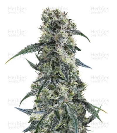 Strawberry Banana van Big Head Seeds