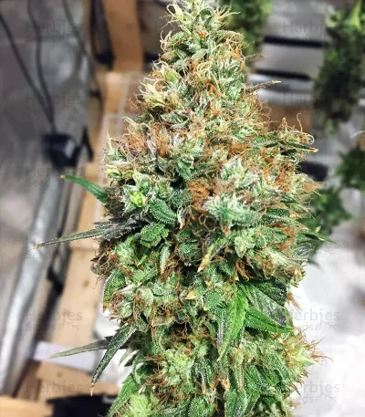 THC Pro van Big Head Seeds