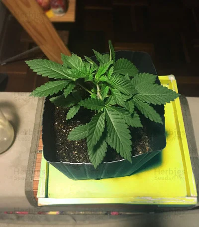 White Widow van Big Head Seeds
