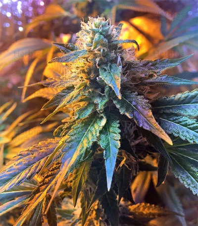Wedding Cake van Big Head Seeds