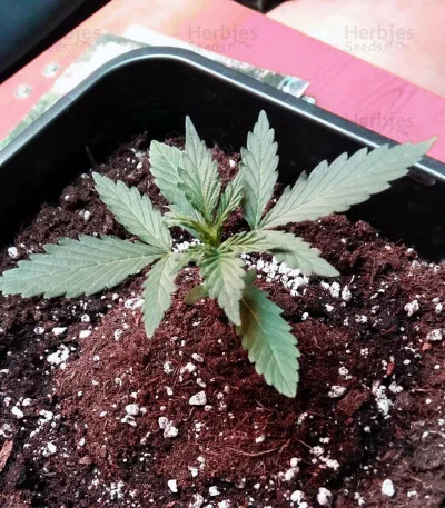 Girl Scout Cookies van Big Head Seeds