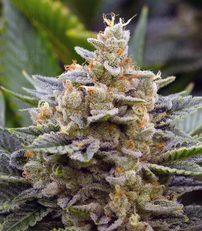 Chemdawg #4 van Big Head Seeds