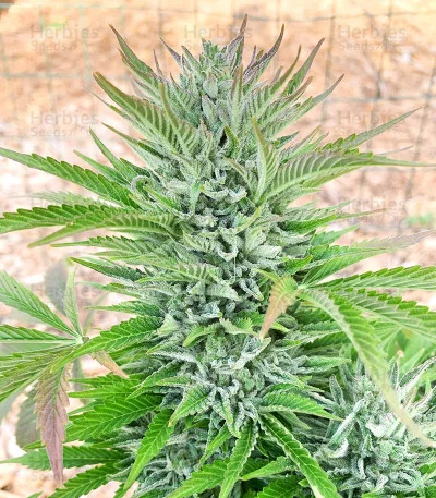 Freeze Berry van Big Head Seeds
