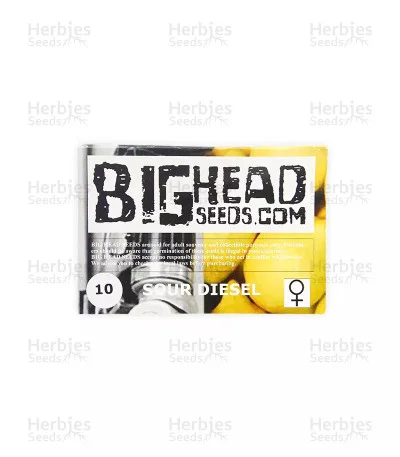 Sour Diesel van Big Head Seeds