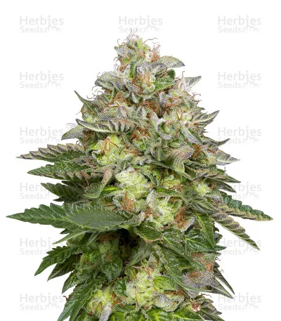 Do-Si-Dos van Big Head Seeds