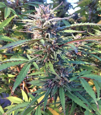 Strawberry Banana van Big Head Seeds