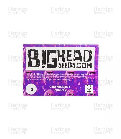 Grandaddy Purple van Big Head Seeds