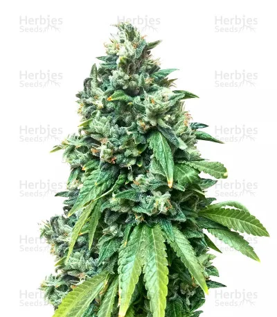 Sour Diesel van Big Head Seeds