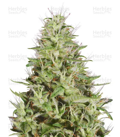 Dogstar Dawg van Big Head Seeds