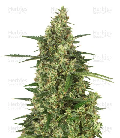 Head Stash van Big Head Seeds