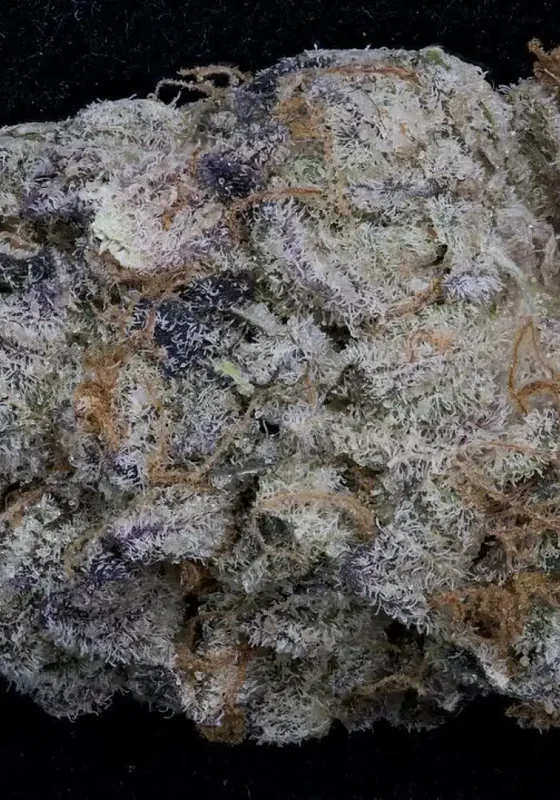 Purple Punch van Big Head Seeds