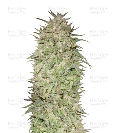 Big Freeze van Big Head Seeds