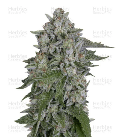Skywalka Cookies van Big Head Seeds