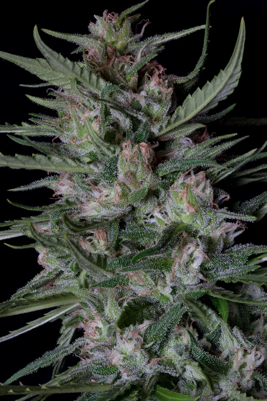 Dogstar Dawg van Big Head Seeds