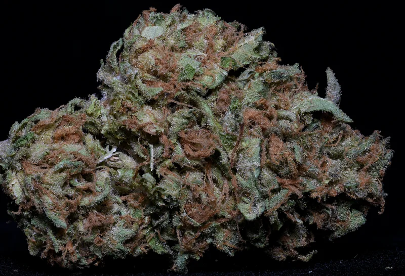 Zkittelz van Big Head Seeds