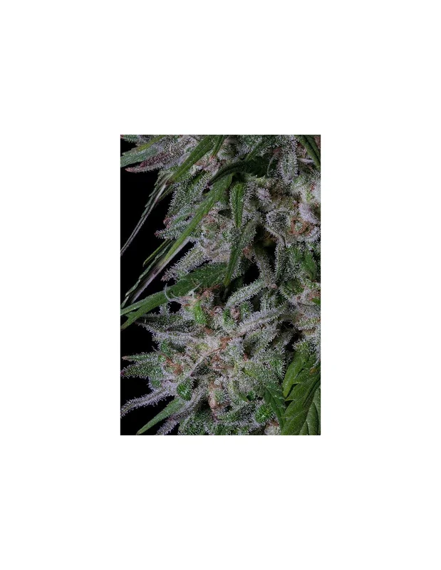 Gorilla Cookies van Big Head Seeds