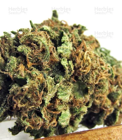 Bruce Banner #3 van Big Head Seeds