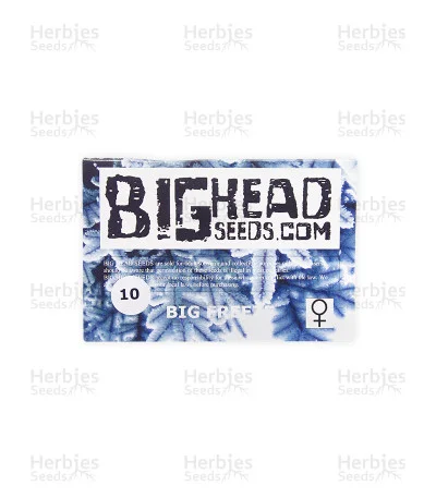 Big Freeze van Big Head Seeds