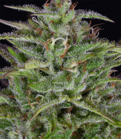 Sherbert Dab van Big Head Seeds