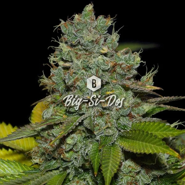 Big-Si-Dos van Big Seedbank